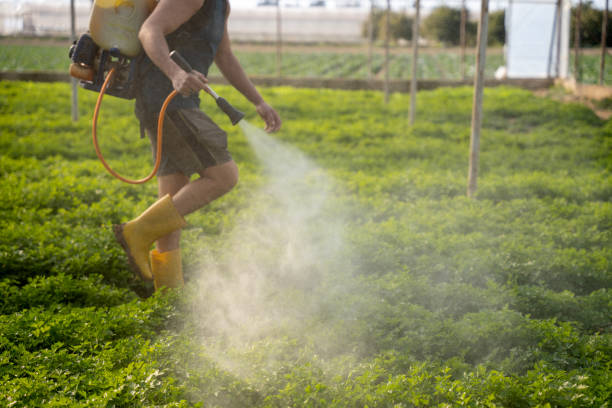 Best Wasp Removal Services  in Glespie, IL
