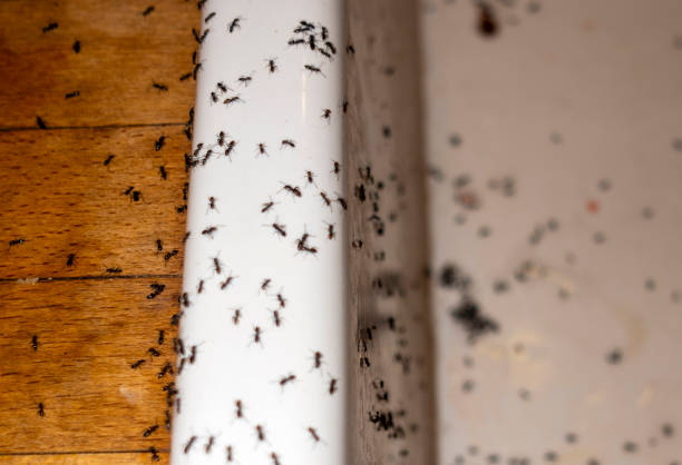 Best Pest Control Near Me  in Glespie, IL