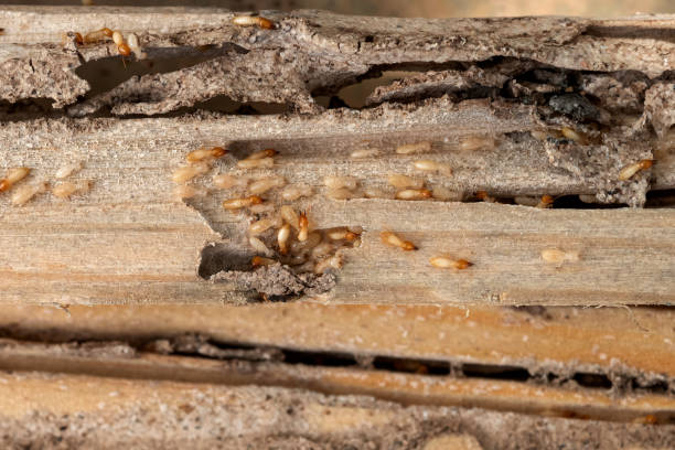 Best Local Pest Control Services  in Glespie, IL