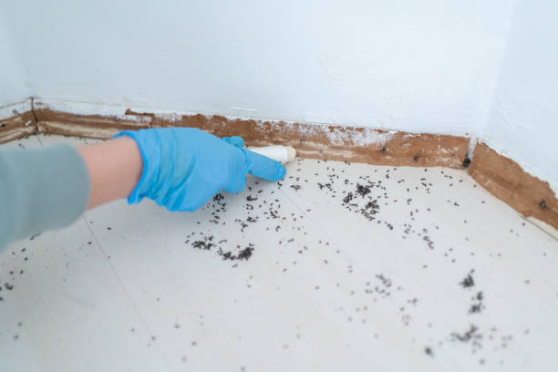 Reliable Gillespie, IL Pest Control Solutions